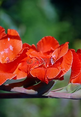 花,花束,白