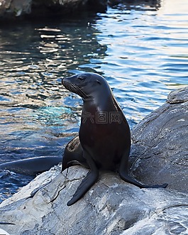 海獅,海,公園