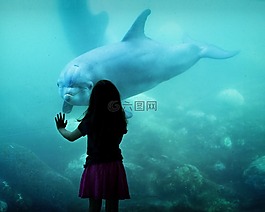 海豚,friens,女孩