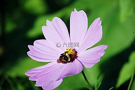 熊蜂,蜜蜂,花