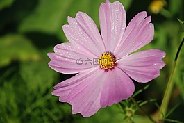 花,花束,白
