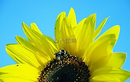 花,葉,自然