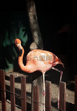 火烈鳥,粉紅色,公園