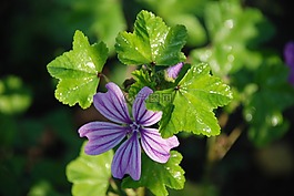 花,花束,葉