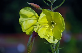 花,花束,葉