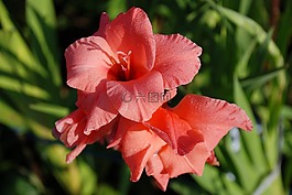 花,花束,葉