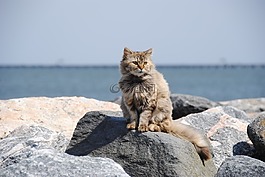 貓,野性,海灘