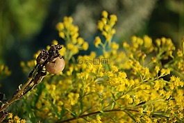 漿果,鮮花,黃色