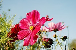 花,花束,葉