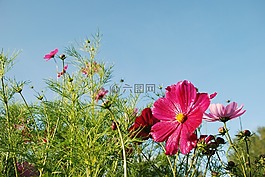 花,花束,葉