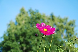 花,紫色,盛开