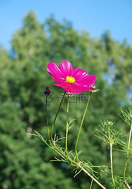 花,葉,自然