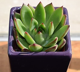 肉質(zhì)的紫砂煲,echeveria agavoides,容器廠