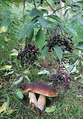 板栗,蘑菇,性質(zhì)