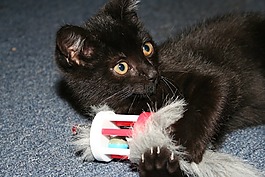貓,黑色,動物