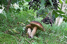 栗子,蘑菇,性質(zhì)