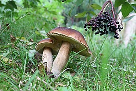 栗子,蘑菇,性質(zhì)