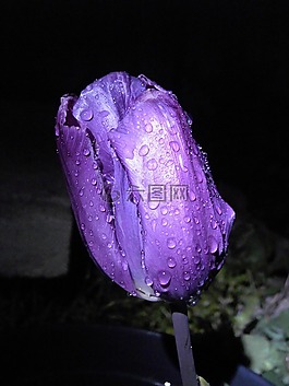 鮮花,藍(lán)色,郁金香