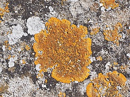 青苔,普通 gelbflechte,xanthoria parietina