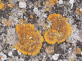 普通 gelbflechte,xanthoria parietina,石