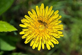 花卉,昆蟲,蜜蜂