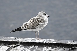 海鷗,年輕的鳥,芬蘭
