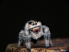 蜘蛛,跳躍,web