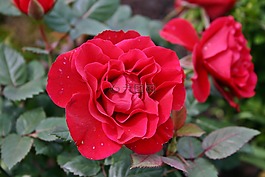 玫瑰,紅色,開(kāi)花
