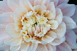 花,白,特寫