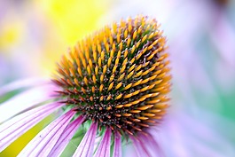 盛開,多彩,coneflower