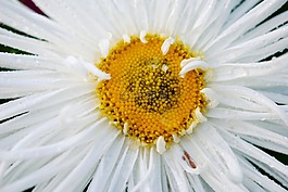 花,太陽,自然