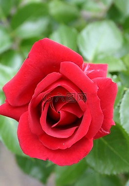 玫瑰,開(kāi)花,玫瑰綻放
