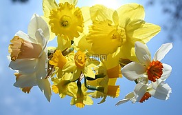 水仙,鮮花,黃色