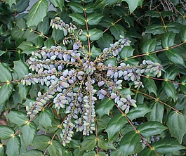 冬青,叶子,浆果