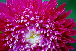 花,特寫,粉紅色