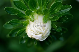 花,白,特寫