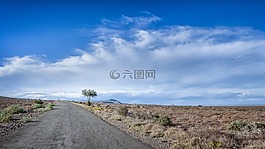 路,樹,云