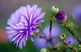 丁香,花,自然