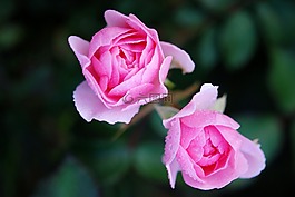 玫瑰,花,自然