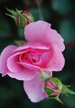 玫瑰,花,自然