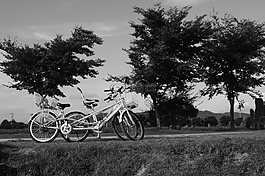 自行車,松,景觀