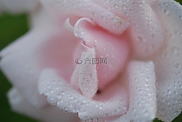 玫瑰,春,白