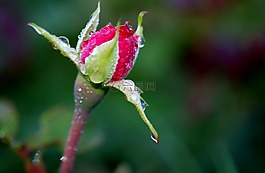 玫瑰,紅色,芽