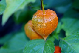 植物,自然,開花