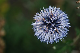 花,丁香,顏色