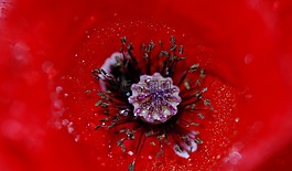 罌粟,花,自然