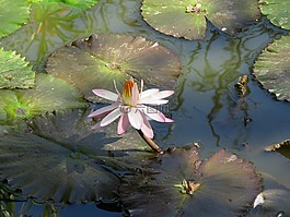 花,蓮花,東部