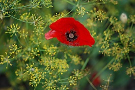 罌粟,紅色,花