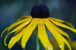 花,黃色,自然