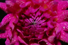 花,粉紅色,自然